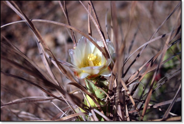 cactus flower in our front yard