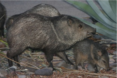 Javalina Baby