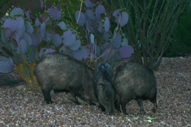 Javalina Group