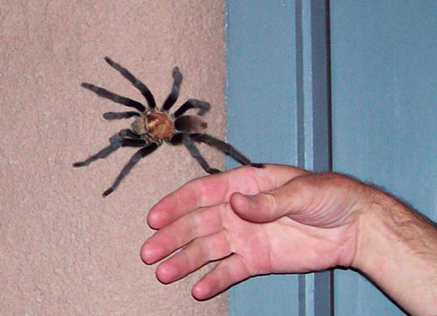 Tarantula!