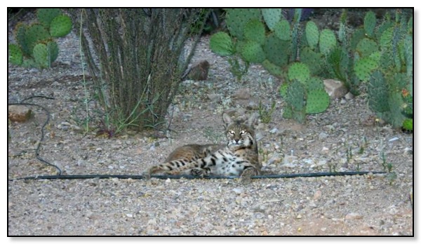 Bobcat!