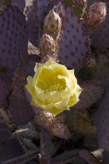 Cactus Flower