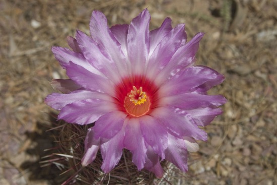 Cactus Flower