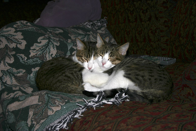 The Paxton's kittens