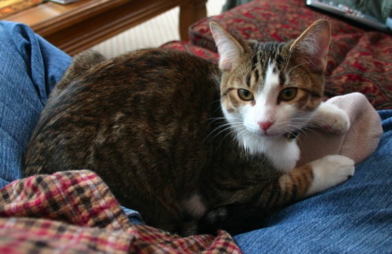 The Paxton's new kitty!