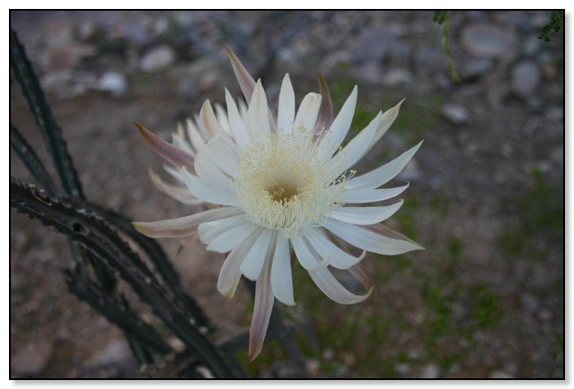Queen of the Night blooms in our  front yard