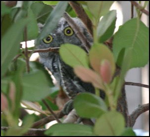 owl in our back yard, August 12, 2008